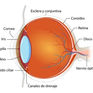 como-funciona-el-ojo-NUEVO como-funciona-el-ojo-NUEVO