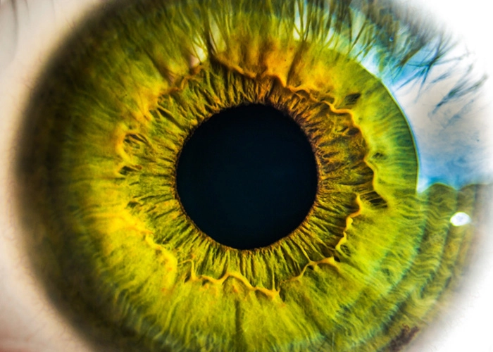 retina